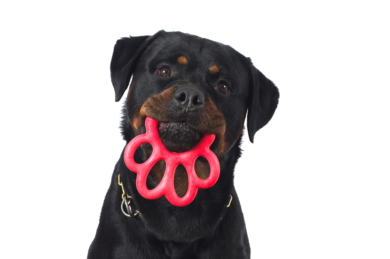 Gioco per cani
