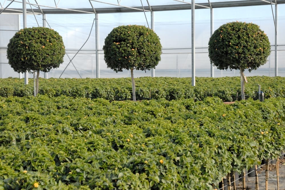 Cosa vedremo a Florbusiness: Caporalplant