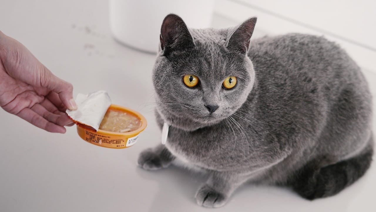 Assalco: il mercato pet food per cani e gatti vale 4,2 miliardi di euro
