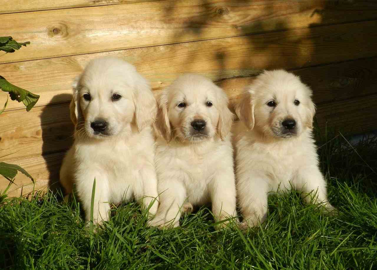 Ancora in crescita il mercato del pet in Italia