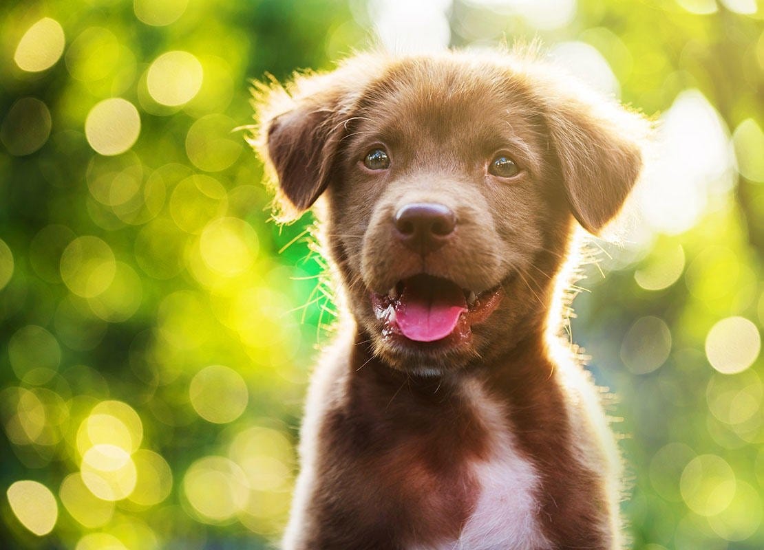 Il pet food vale 2,257 mld di euro (+4,2% sul 2019)