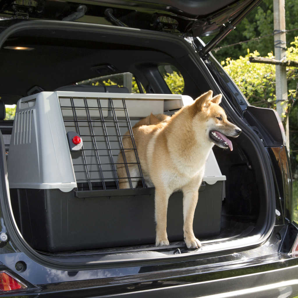 Per proteggere il cane in auto