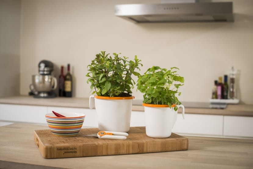 Vaso per piante aromatiche
