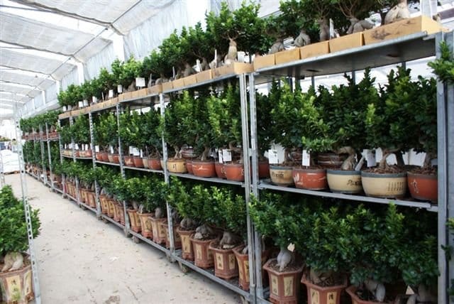 “Come innovare la vendita di piante?”: il 21 febbraio se ne parla al Convegno di Florbusiness