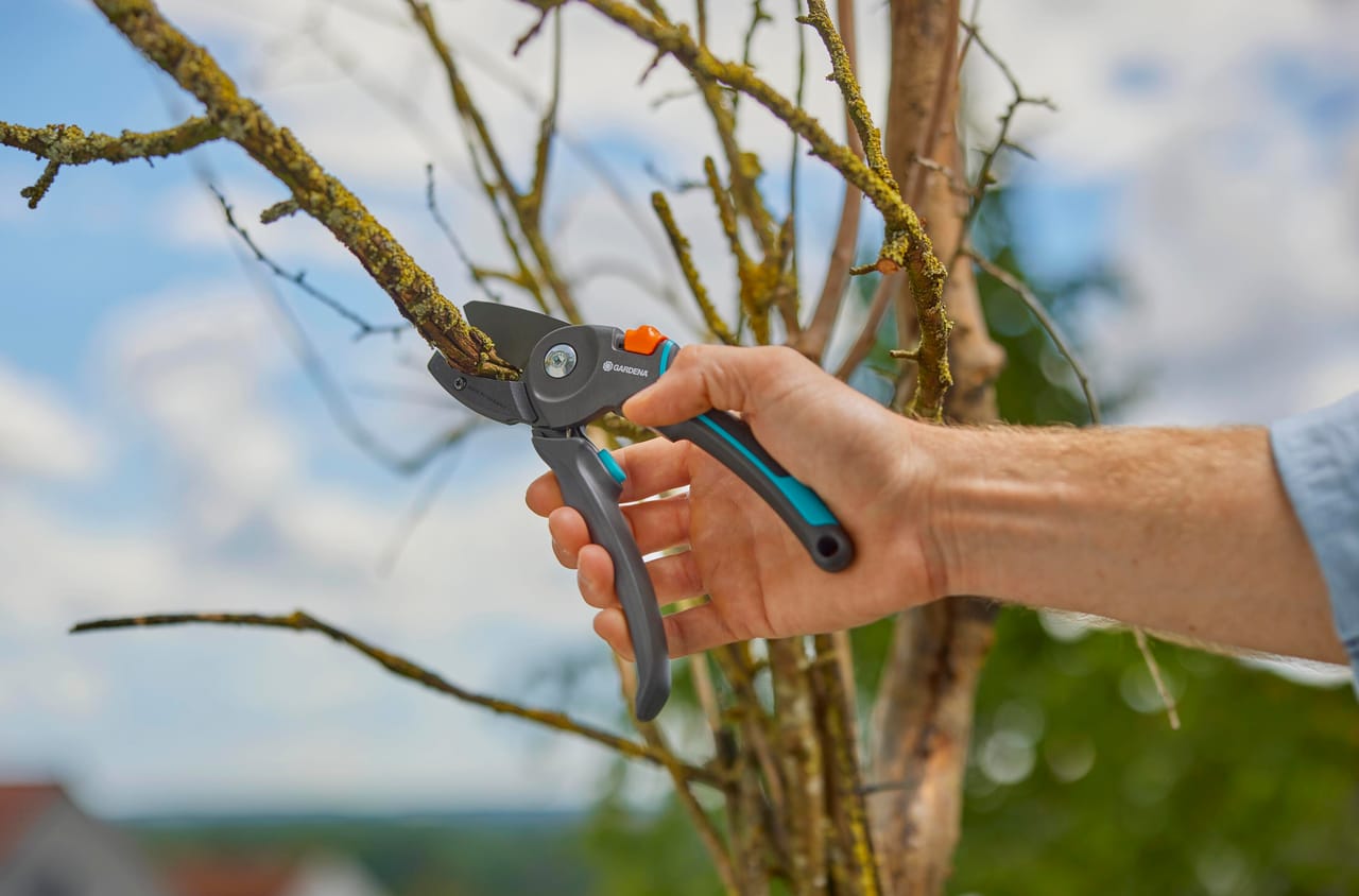 Forbici da giardino a incudine