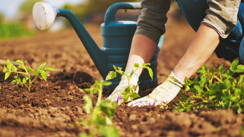 Record di vendite per il giardinaggio in Italia nel 2021