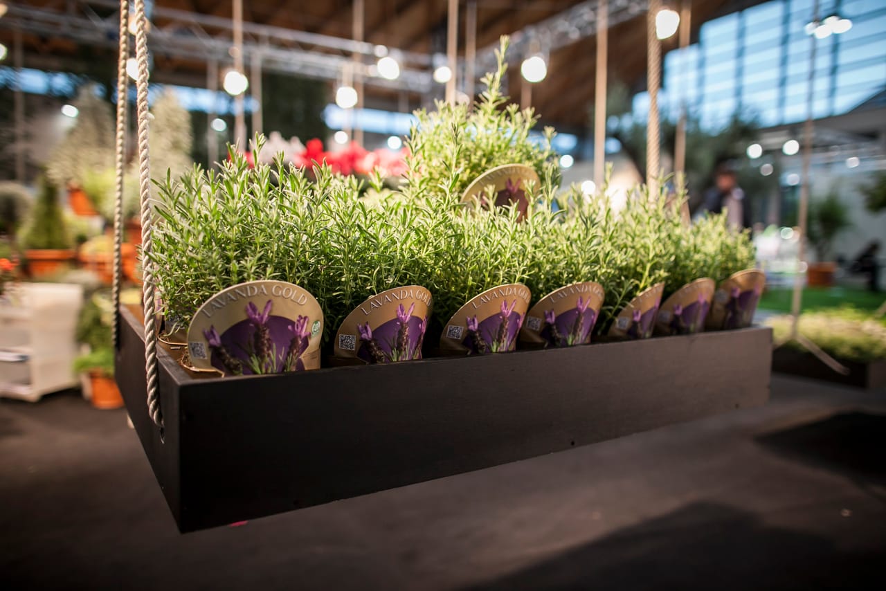 SUN 2013: il mercato premia format e innovazione