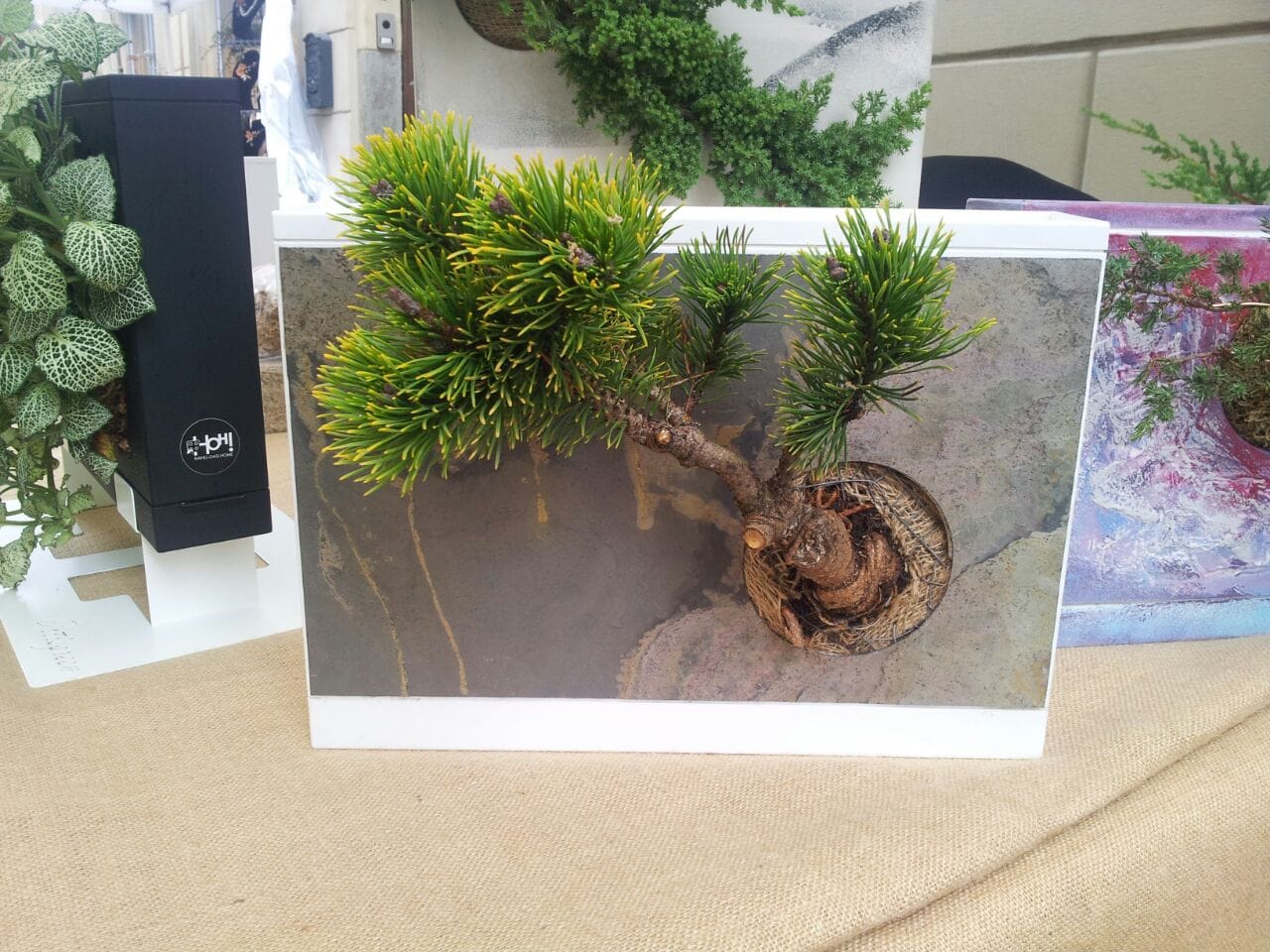 Il Bonsai verticale