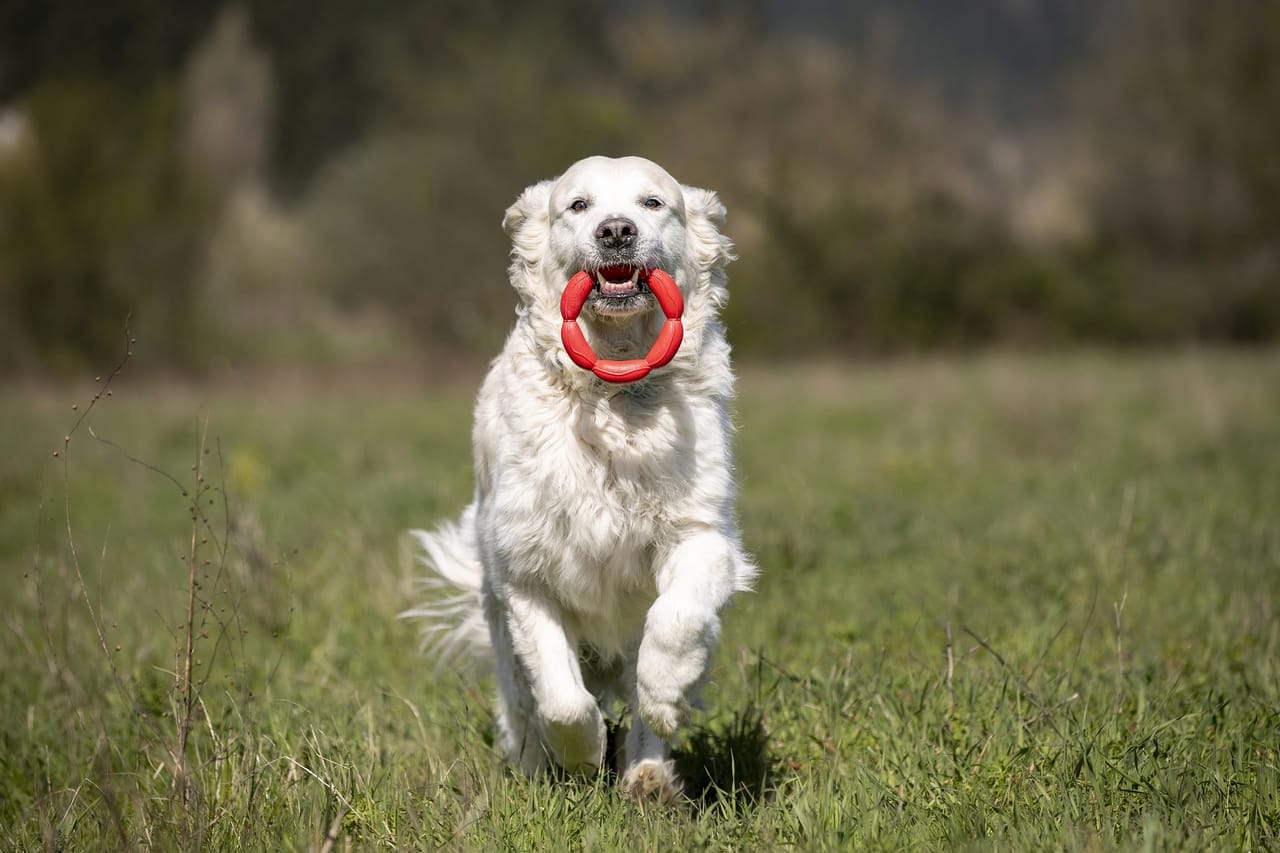 Gioco per cani Hula Dog