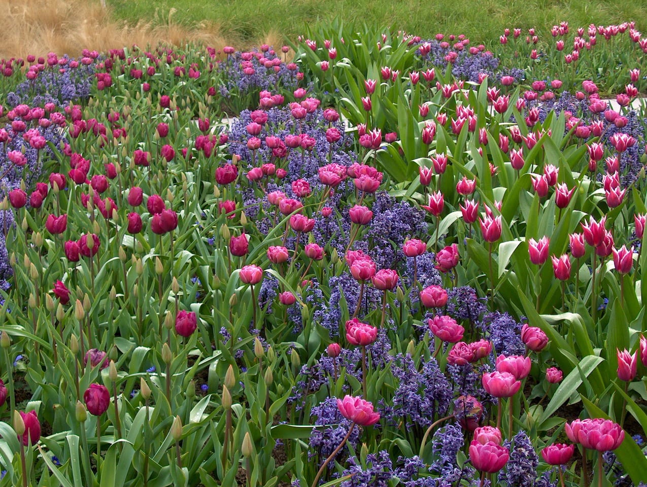 Villa Pisani ospita il Giardino dei Tulipani
