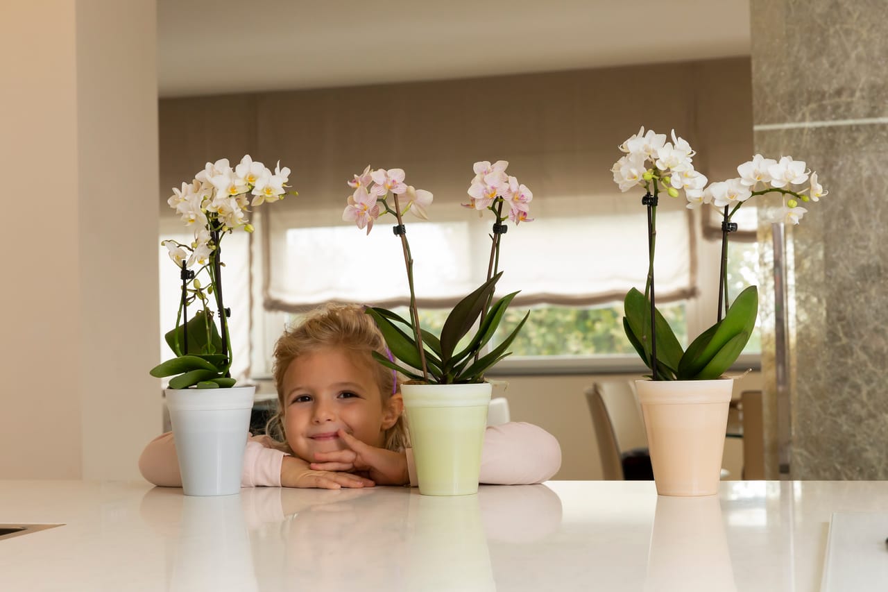Il vaso per le mini orchidee