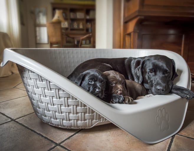 Letto per cani Nido