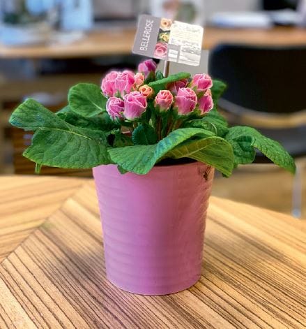La nuova primula Bellerose