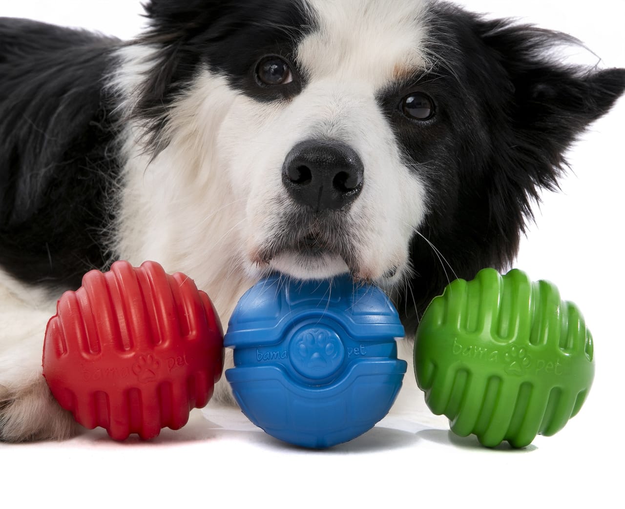 Nuovi giochi per cani