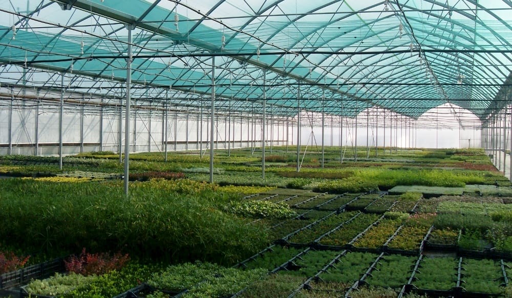 Cosa vedremo a Florbusiness: Primavita