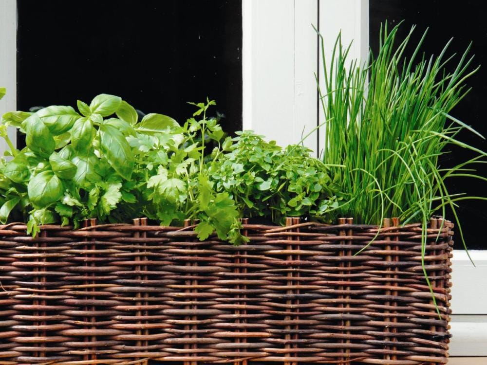 Nasce Urban Green Revolution