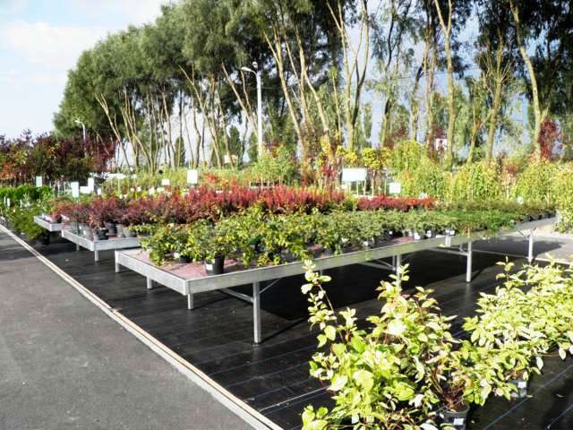 Nasce Myplant & Garden, la nuova fiera del florovivaismo e del garden 3