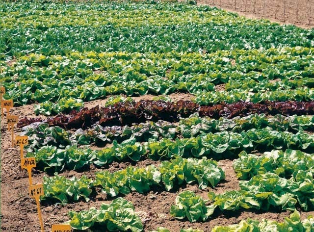 Hortus: il seme dalla A alla Z 2