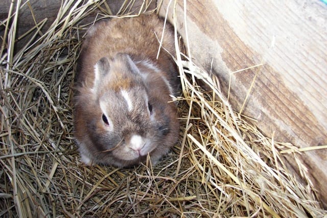 I conigli nel negozio 7