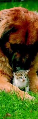 Pet: tendenze, novità e punti fermi 3