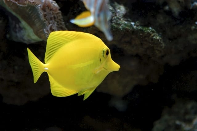 Acquariologia: il futuro è nei garden center 6