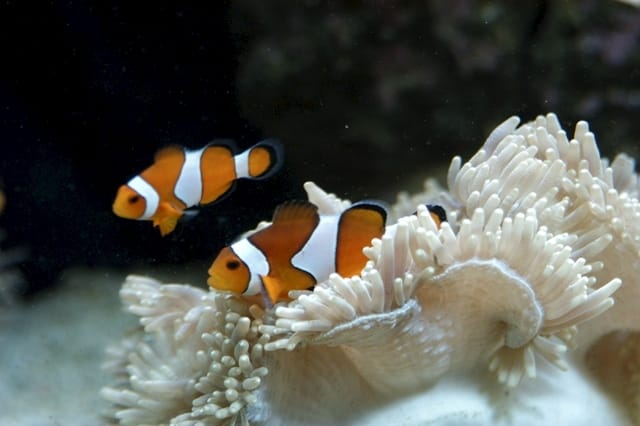 Acquariologia: il futuro è nei garden center 7