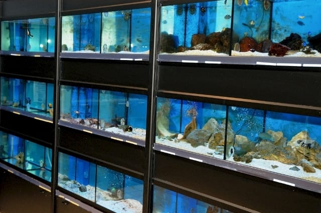 Acquariologia: il futuro è nei garden center 8