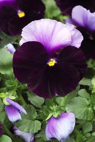 Syngenta Flowers elegge la viola più bella 2