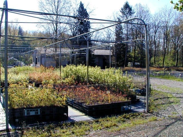 Giardinia fa un regalo di Natale all’ambiente 4