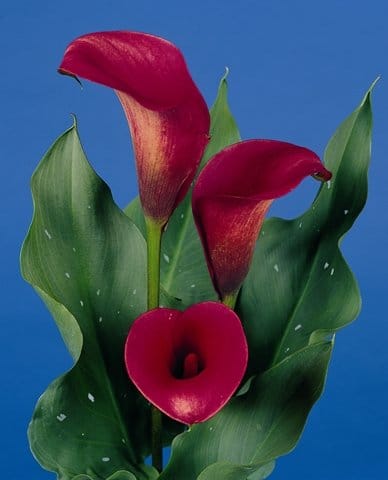 E’ la Calla il bulbo estivo del 2009 2