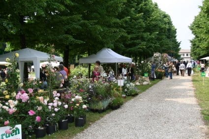 La rosa protagonista di Vanzo Floreale 2