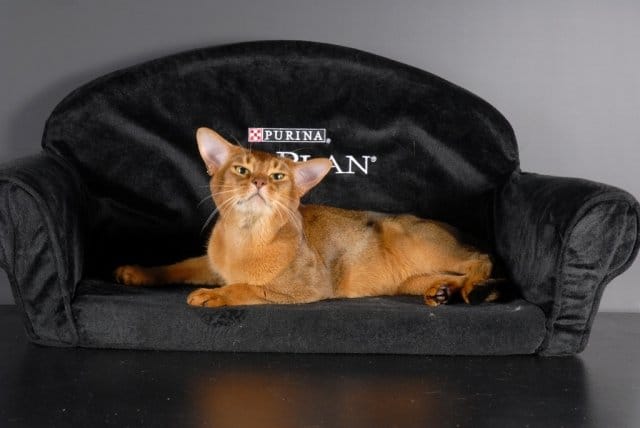 Pro Plan Cup elegge il cane e i gatti più belli d'Europa 2