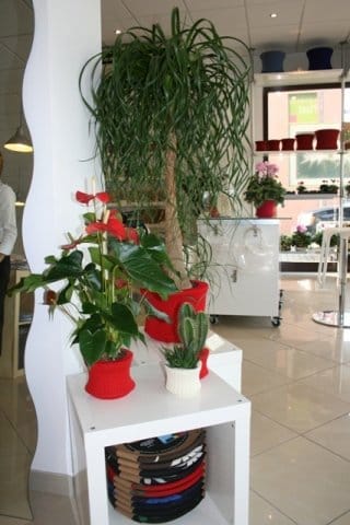 Le piante entrano nei negozi della moda 4