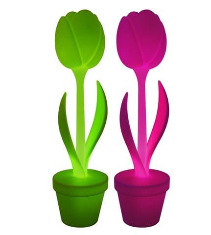 Il tulipano che illumina la casa 2