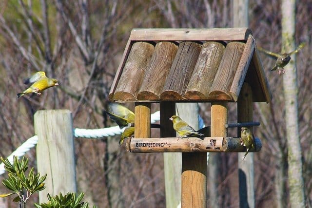 I primi passi verso il bird feeding 2
