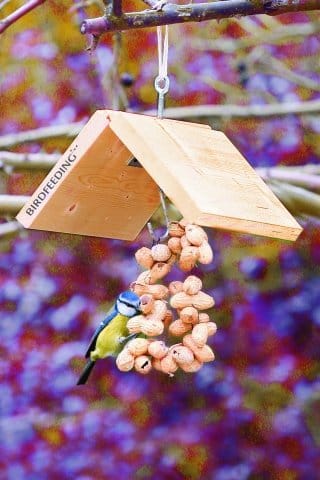 I primi passi verso il bird feeding 3