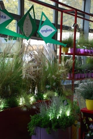 Il giardino invernale di Syngenta Flowers 2