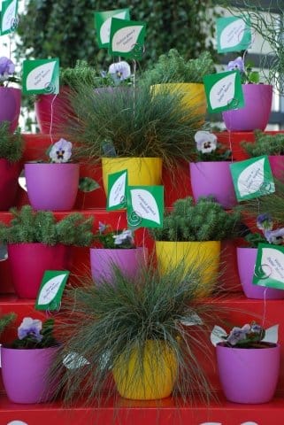 Il giardino invernale di Syngenta Flowers 3