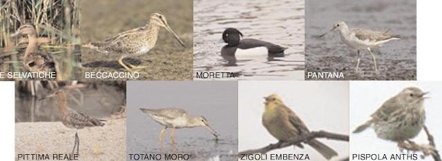 Alfe punta sulla natura 5