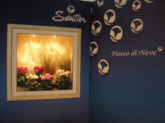 Sentier: dove i ciclamini sono di casa 4