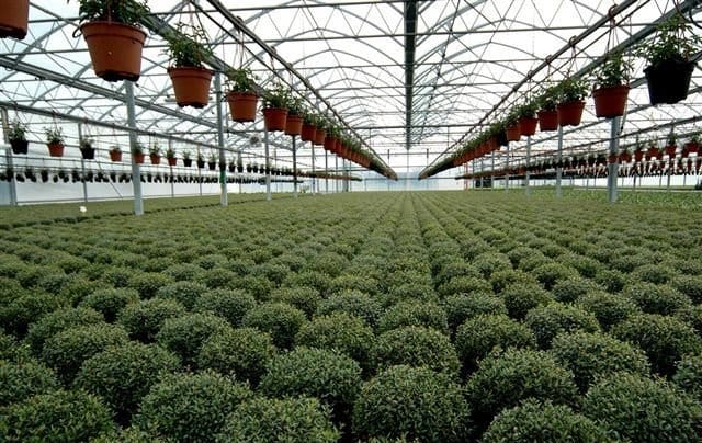 Florbusiness: l’appuntamento con il florovivaismo pugliese 2