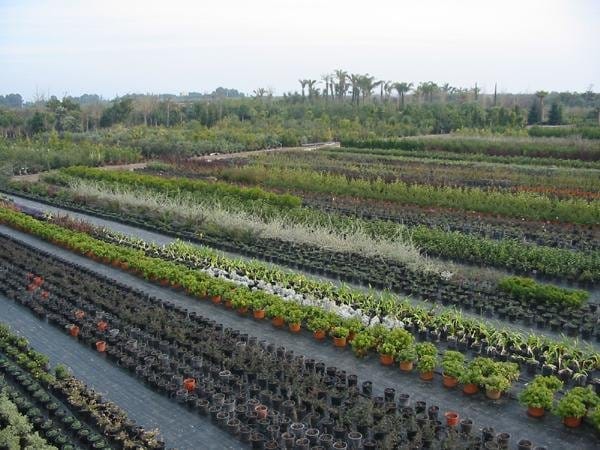 Florbusiness: l’appuntamento con il florovivaismo pugliese 3