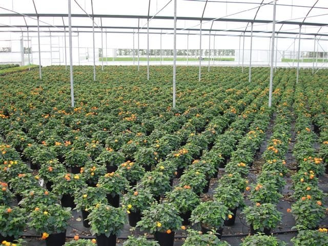 Florbusiness: l’appuntamento con il florovivaismo pugliese 4