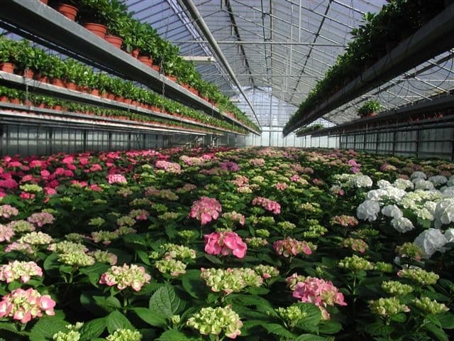 Florbusiness: l’appuntamento con il florovivaismo pugliese 5