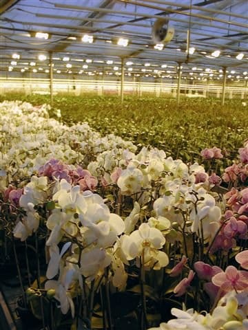 Florbusiness: l’appuntamento con il florovivaismo pugliese 6