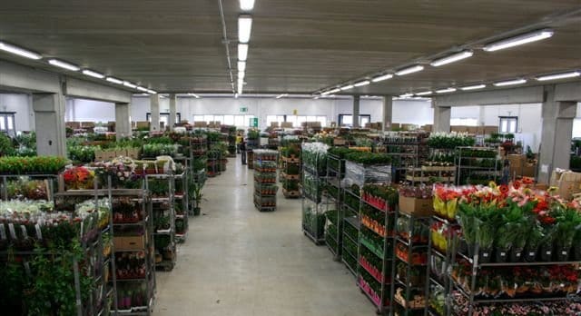 Florbusiness: l’appuntamento con il florovivaismo pugliese 7