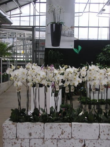 Florbusiness 2010: un successo annunciato 5