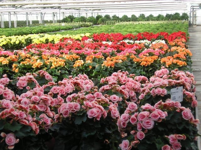 Florbusiness 2010: un successo annunciato 6