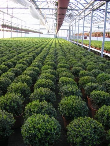 Florbusiness 2010: un successo annunciato 7