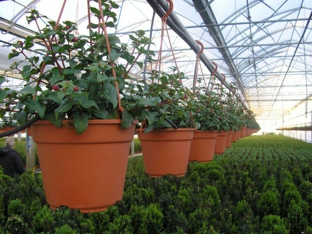 Florbusiness 2010: un successo annunciato 8